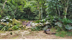 Brasilianischer Regenwald